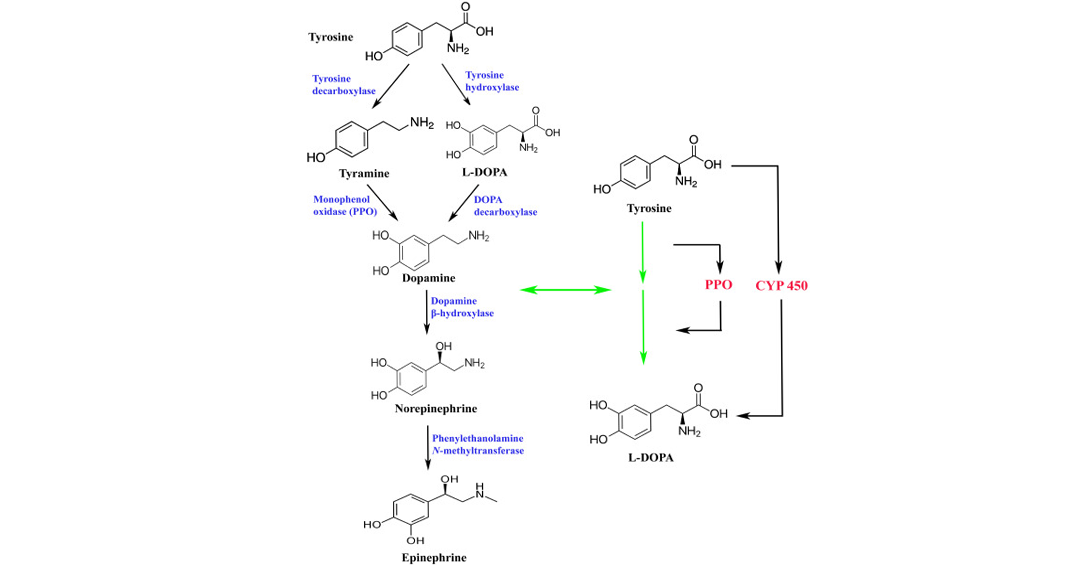 l-PODA PRODUCTION PROCESS