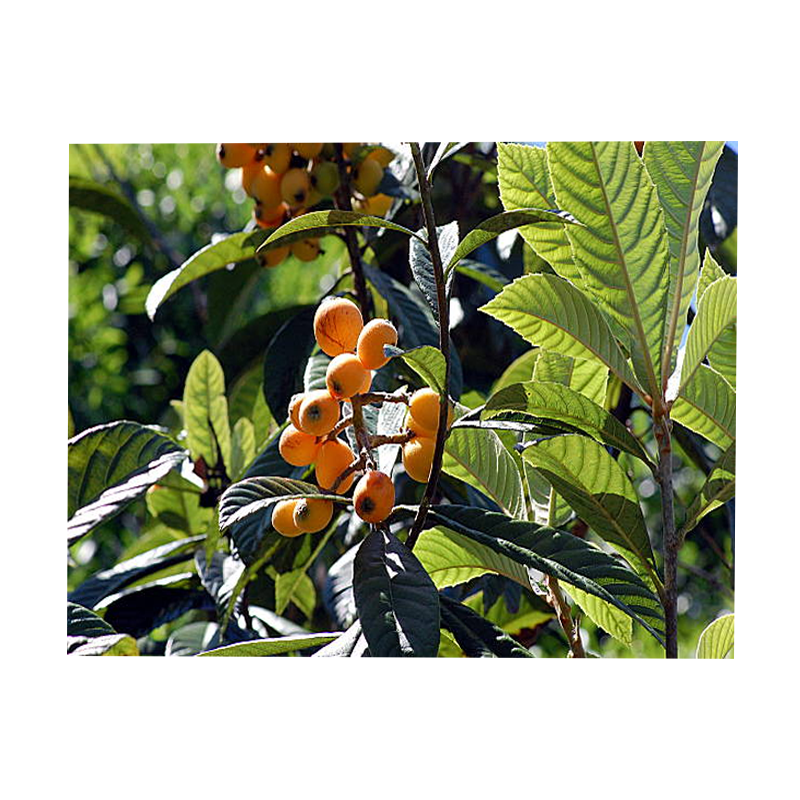 Corosolic Acid Powder