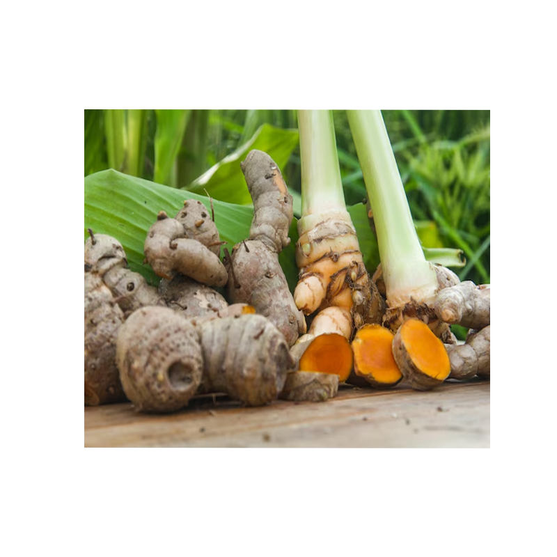 Premium Turmeric Curcumin Powder | Wholesale Supplier & Manufacturer