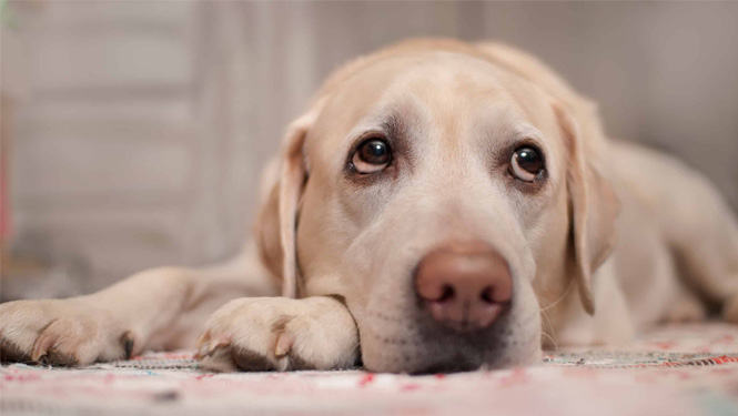 Melatonin Dog