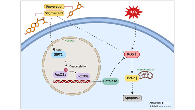 Modulating Key Signaling Pathways 