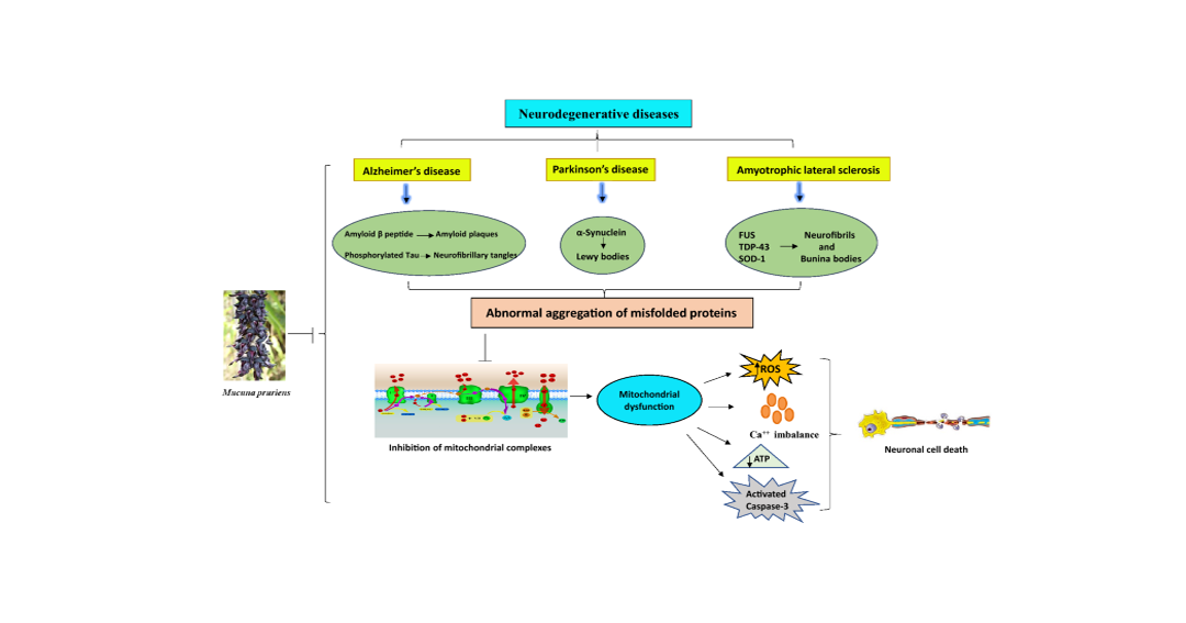 Mucuna Pruriens Powder Extract Production Process