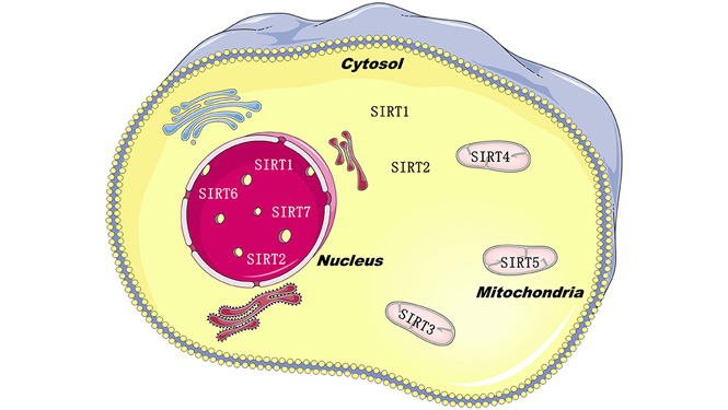 NMN & Resveratrol