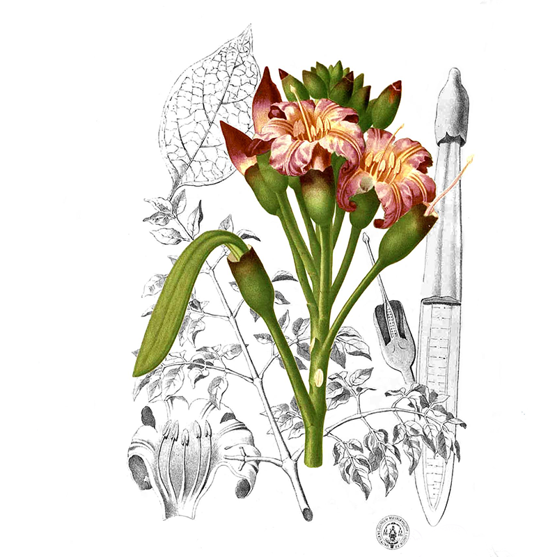 Oroxylum indicum.jpg.png