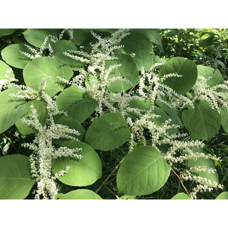 Buy Resveratrol Powder
