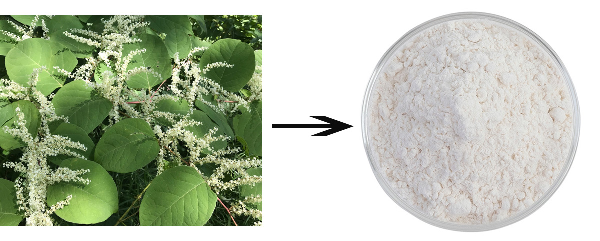 Resveratrol powder Polygonum cuspidatum