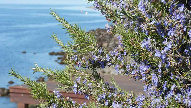 rosemary extract carnosic acid