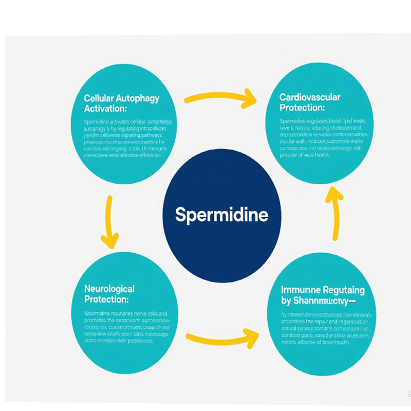  Spermidine Powder benefits 