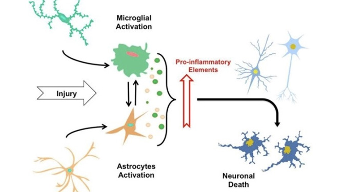Eriodictyol reduce neuroinflammation