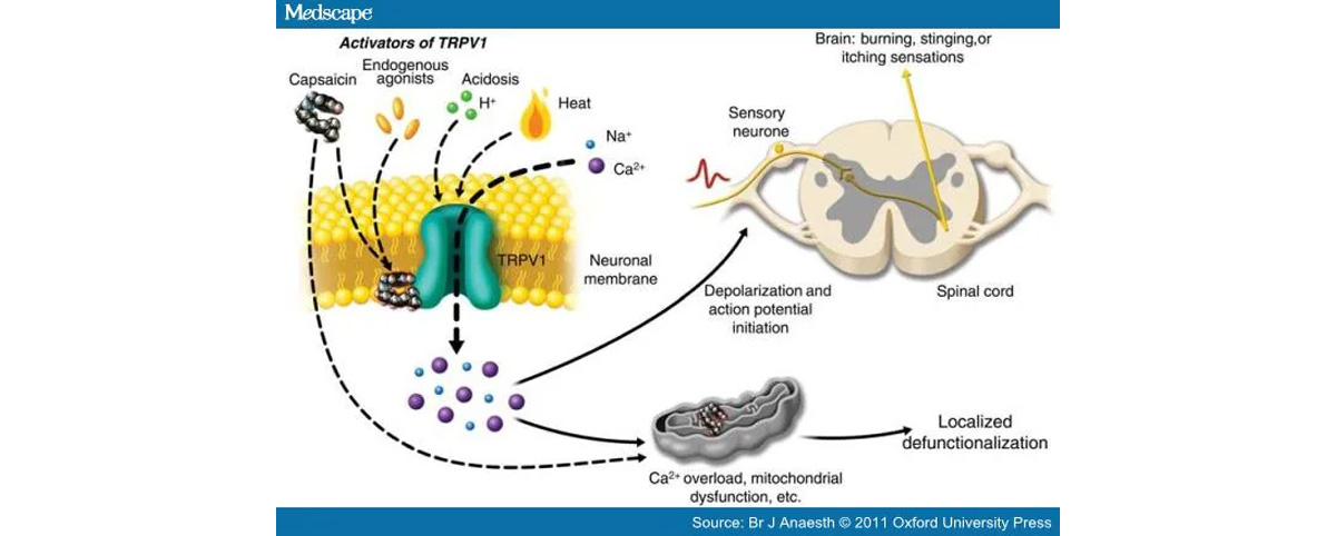 Capsaicin Powder Benefits2
