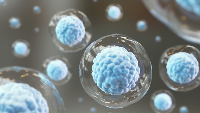 water soluble mangiferin Faster cellular uptake 