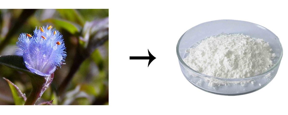 What is Beta Ecdysterone