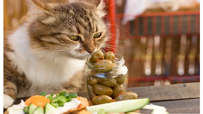 Can I give olive leaf extract to my cat?