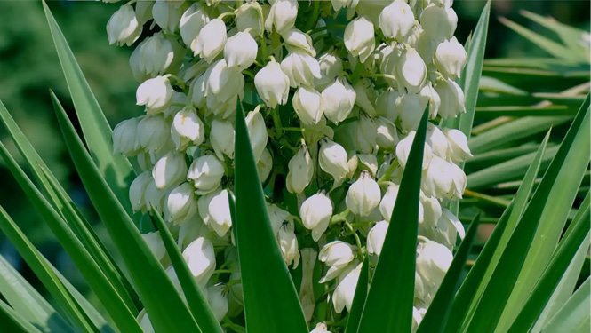 Are Withanolides Safe