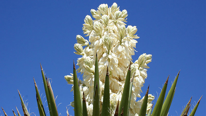 What Does Yucca Extract Do for Plants?