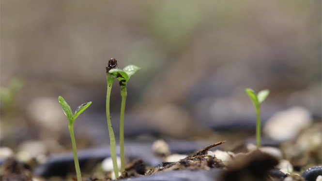 What’s the Right Apigenin Dosage for Sleep to Boost Rest Quality?