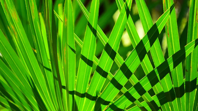What Benefits Does Saw Palmetto Offer for Skin Health?