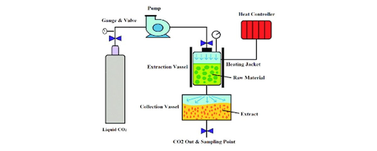 Extraction of ecdysone using supercritical CO₂ extraction technology