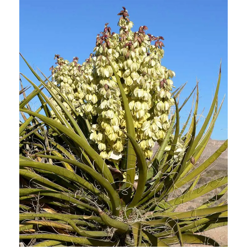 Yucca Extract