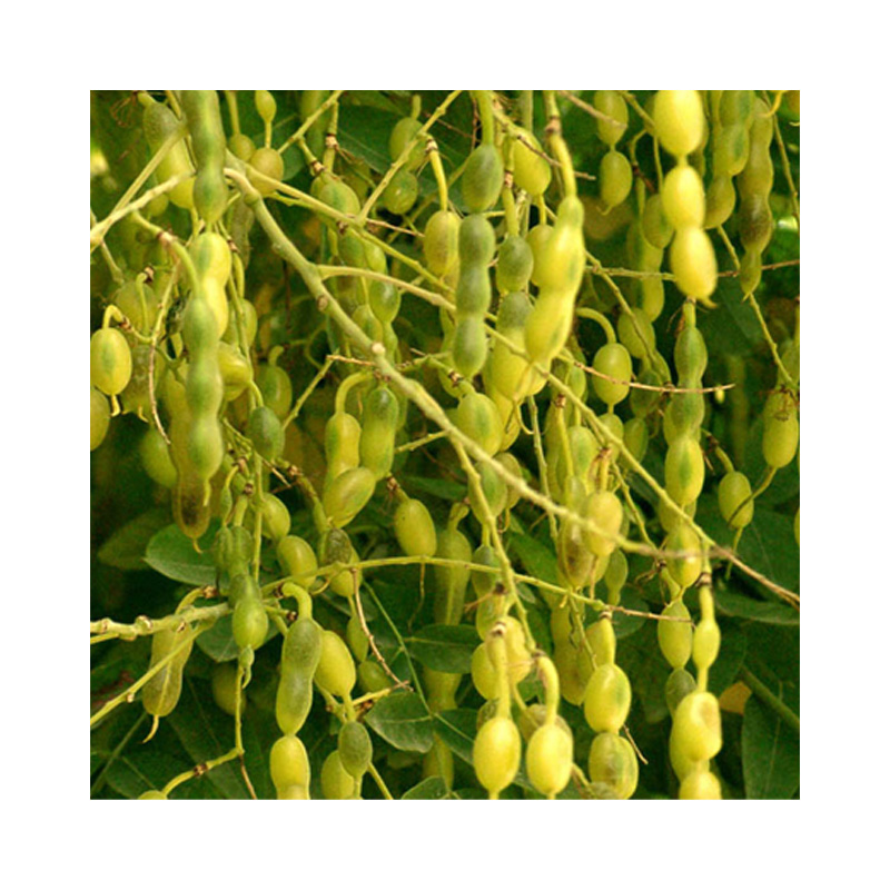 Sophoricoside Extract