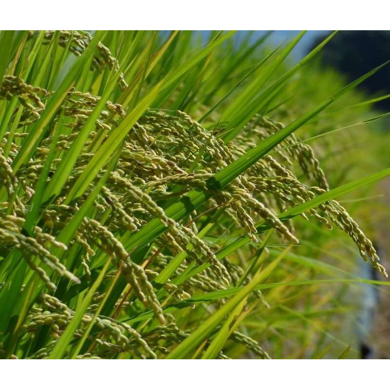 Rice Bran Extract Powder