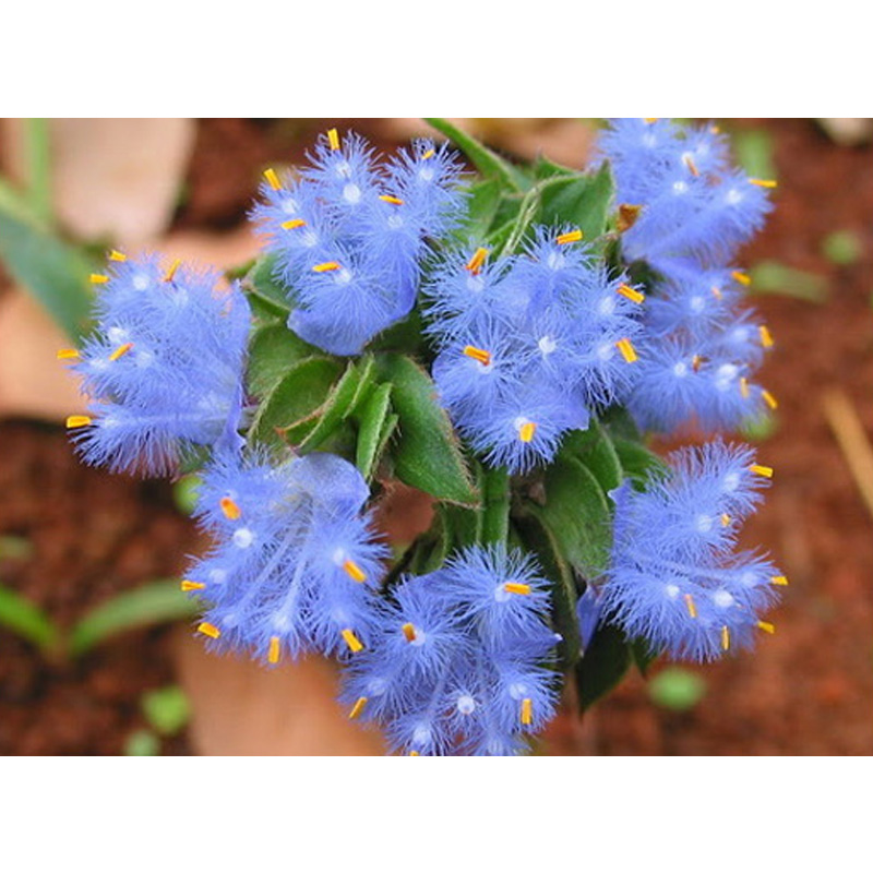 Beta Ecdysterone Bulk Powder