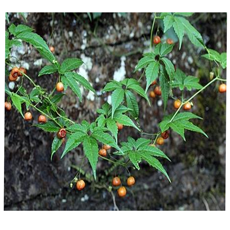 Hemsleya Chinensis Extract Oleanolic Acid Powder