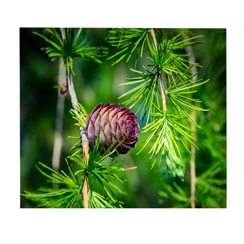 Factory Supply Larch Bark Extract 98% Dihydroquercetin Taxifolin Powder