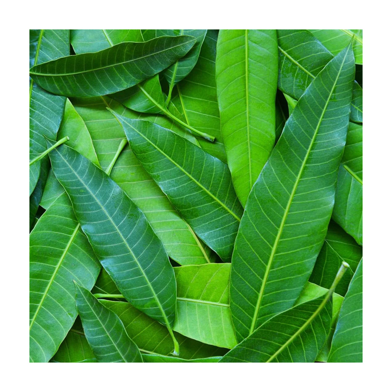 Buy Mangiferin Powder