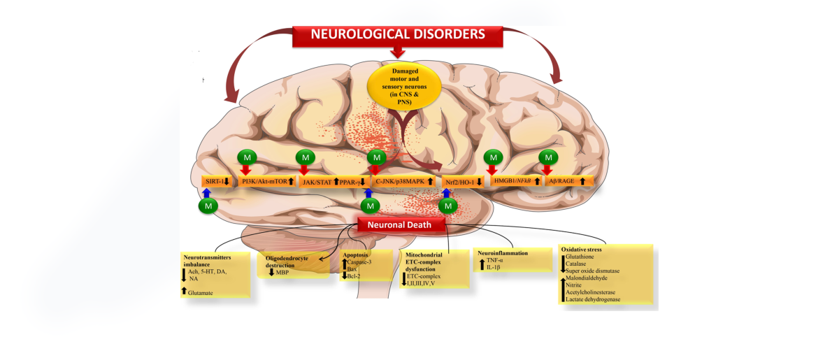 neuroprotective