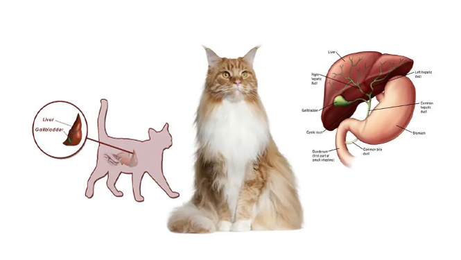 oleanolic acid liver's metabolic function cat