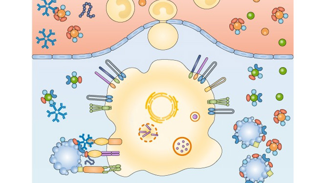 Phospholipids are oxidized
