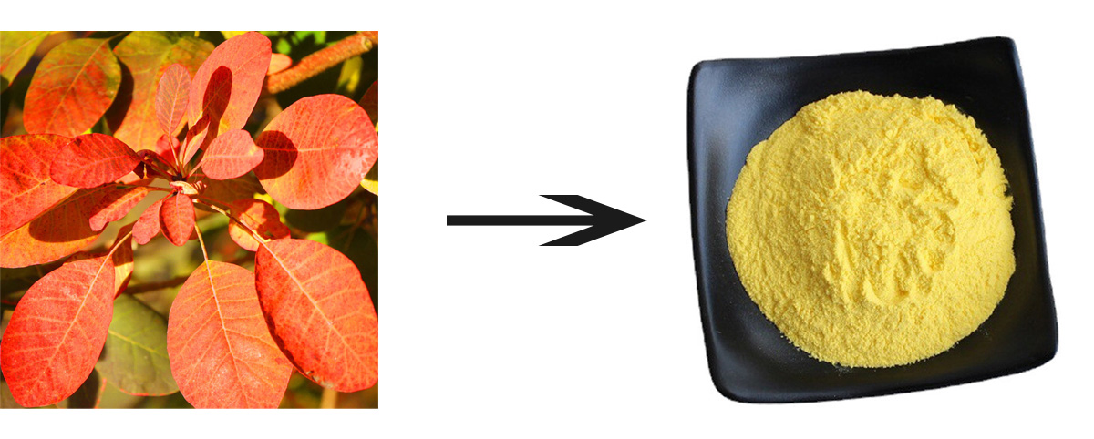 Fisetin Powder​