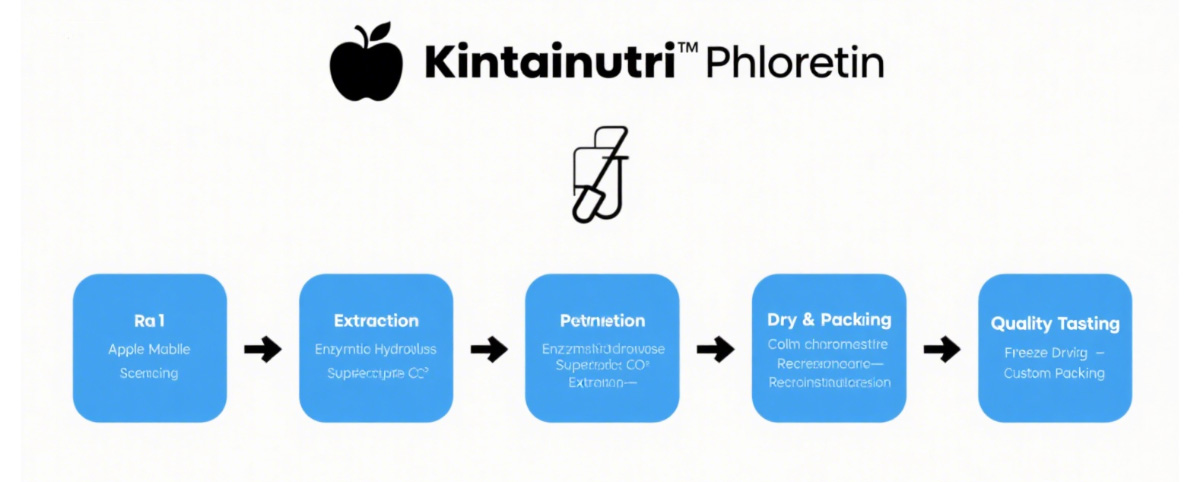 Phloretin Powder Production Process