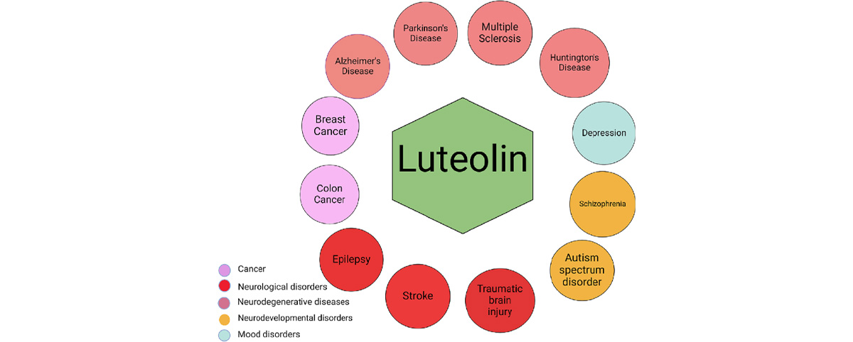 Peanut Shell Extract Luteolin Powder Application
