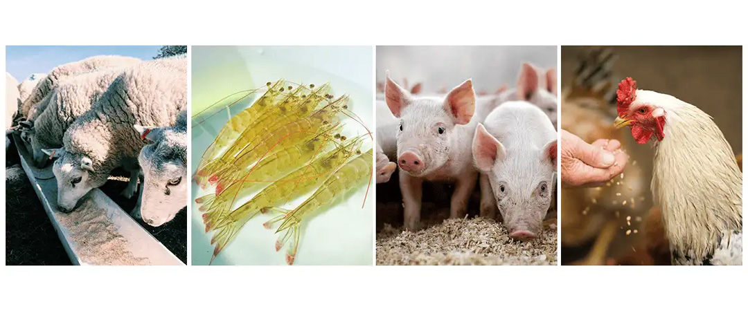 Why Choose Kintainutri® Yucca Extract​ Powder?