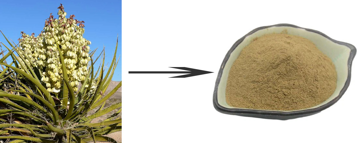 Yucca Extract​