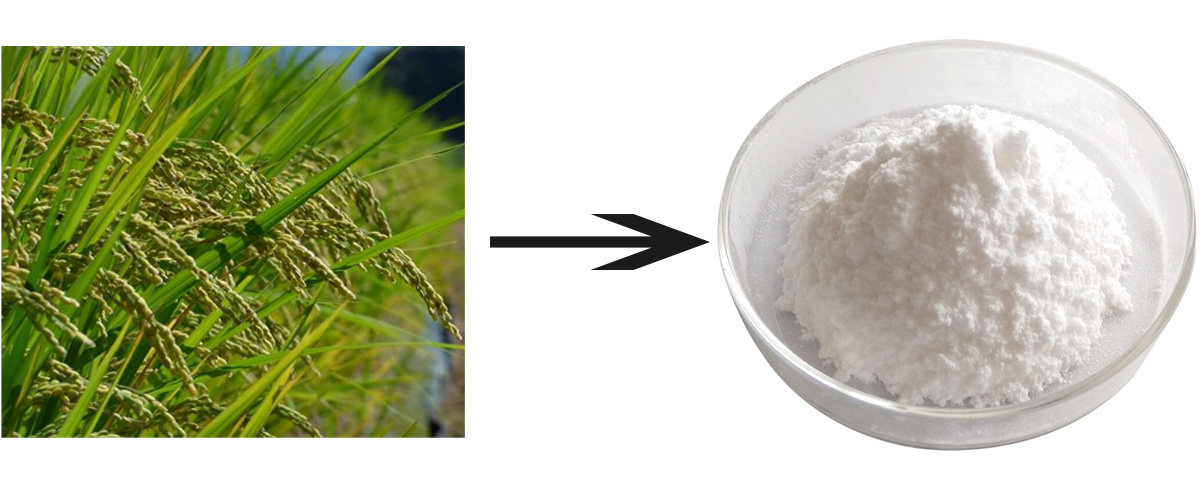 Rice Bran Extract Powder