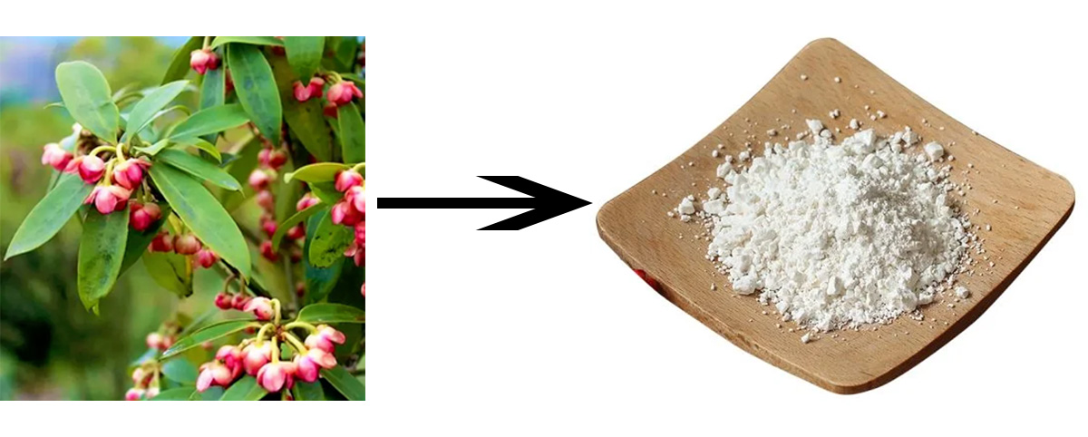 shikimic acid source