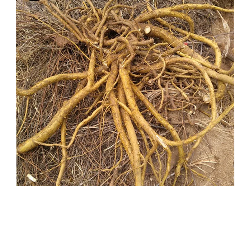 Matrine Powder for Sale