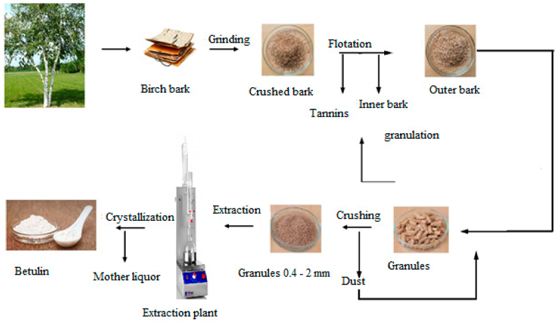 Betulin production process
