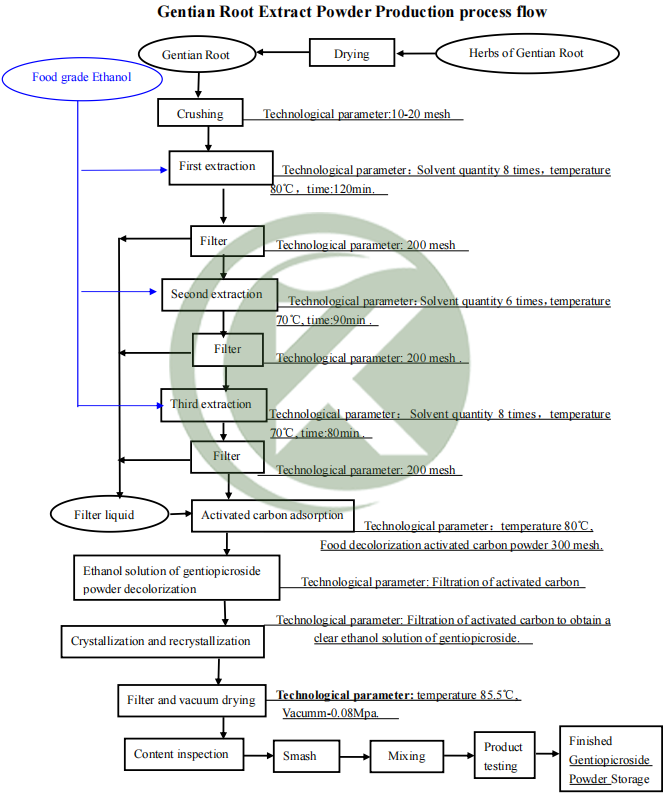 Gentian Root Extract Powder Production Process