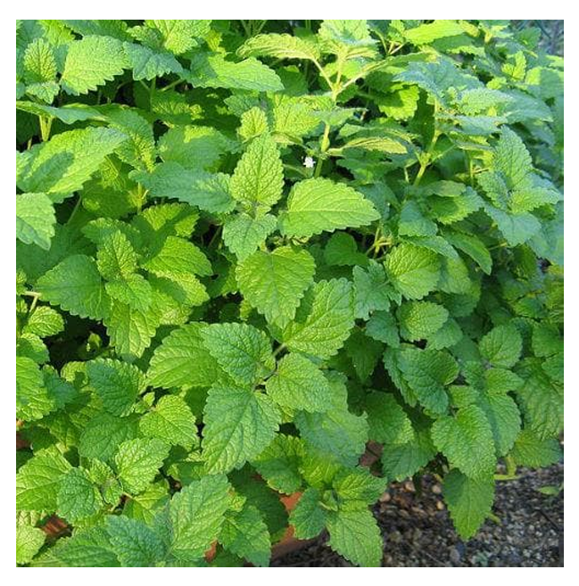 Lemon Balm Extract Powder