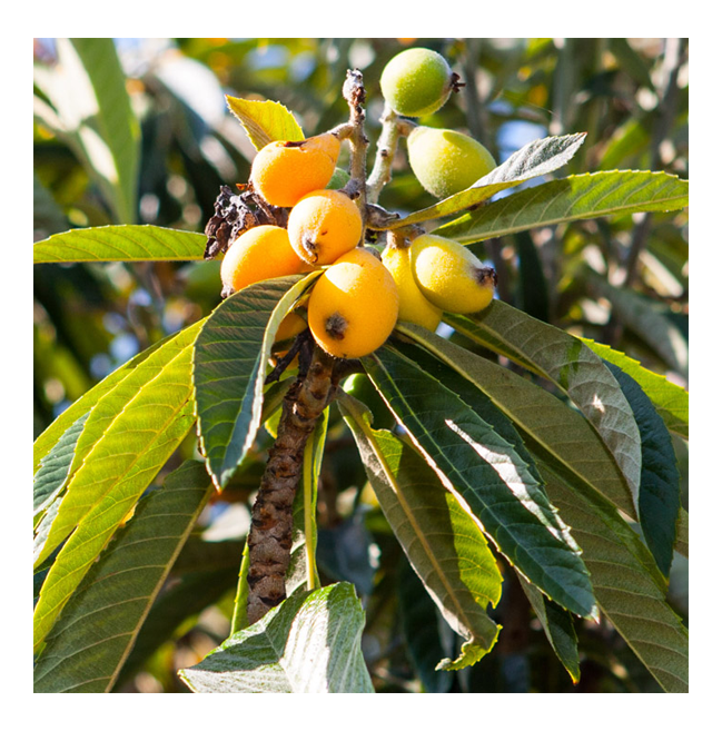 Loquat Leaf Extract