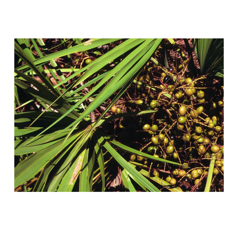 Saw Palmetto Extract Powder