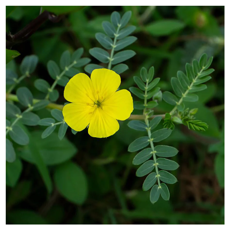 Tribulus Extract Powder