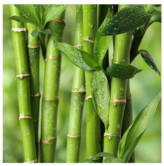 Bamboo Charcoal Powder