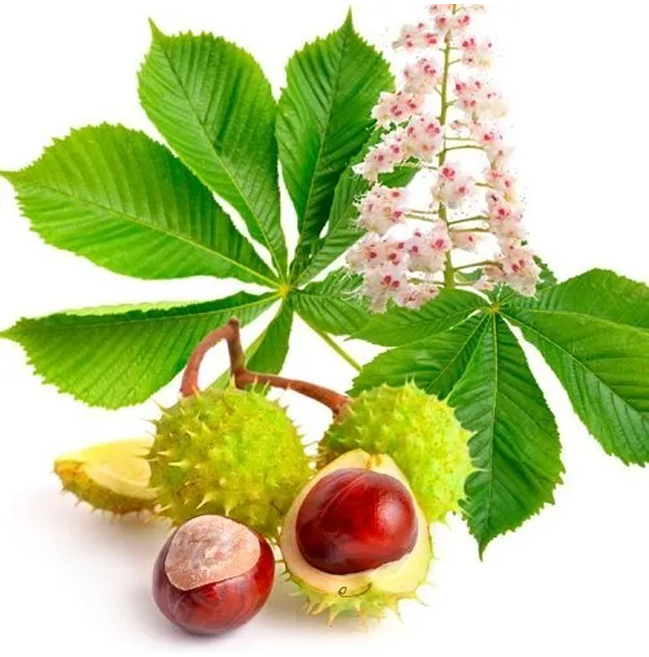 Horse Chestnut Extract Aescin Powder