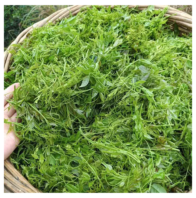 Vine Tea Extract Dihydromyricetin