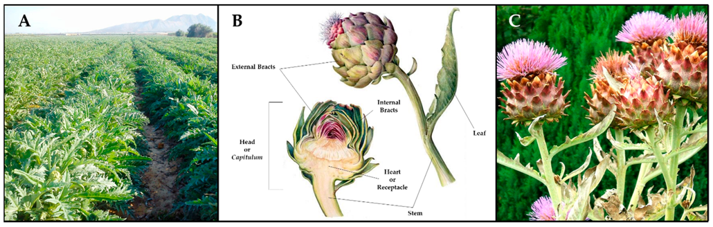 Artichoke Extract Cynarin Powder Extraction Source Artichoke Extract Cynarin Powder Extraction Source